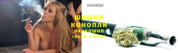 сатива Беломорск